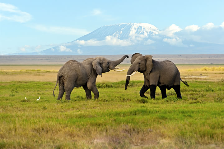 Elephants in Amboseli national park