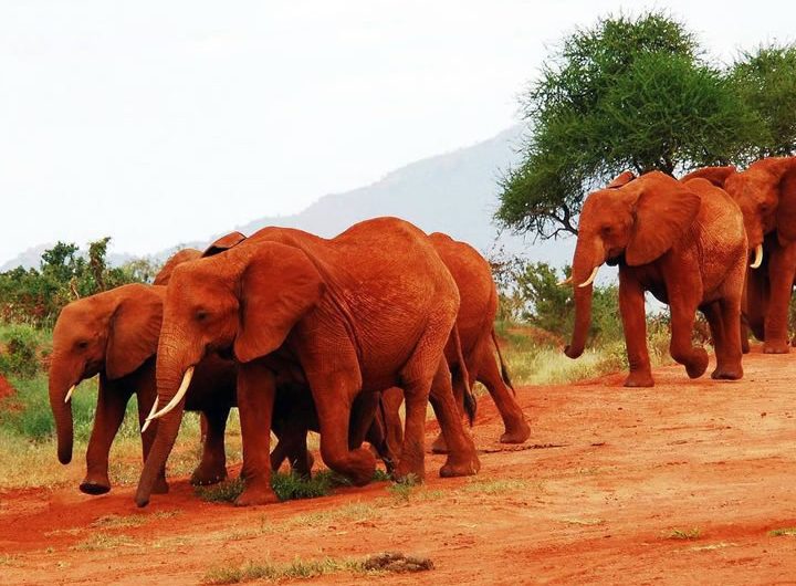 Elephants in Tsavo East national park