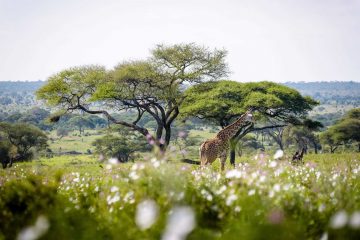Tsavo safari kenya